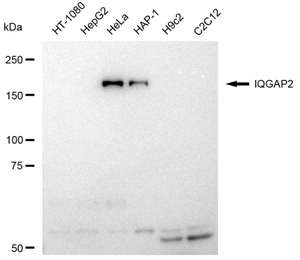KD-Validated Anti IQGAP2 Antibody, clone 23GB4020, Rabbit Monoclonal clone 23GB4020, recombinant rabbit monoclonal, expressed in HEK293 cells