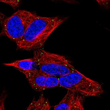 Anti-CERK antibody produced in rabbit Prestige Antibodies&#174; Powered by Atlas Antibodies, affinity isolated antibody