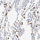 Anti-CD300E antibody produced in rabbit Prestige Antibodies® Powered by Atlas Antibodies, affinity isolated antibody, buffered aqueous glycerol solution