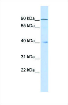 Anti-ZNF263 (ab2) antibody produced in rabbit affinity isolated antibody