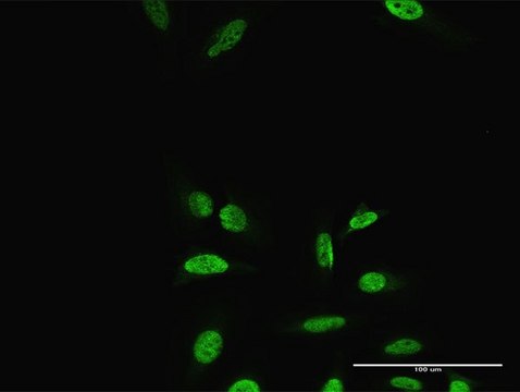 Anti-PRRX2 antibody produced in rabbit purified immunoglobulin, buffered aqueous solution