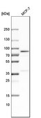 Anti-SLC27A4 antibody produced in rabbit Prestige Antibodies® Powered by Atlas Antibodies, affinity isolated antibody, buffered aqueous glycerol solution