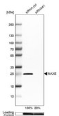 Anti-NAXE antibody produced in rabbit Prestige Antibodies® Powered by Atlas Antibodies, affinity isolated antibody, buffered aqueous glycerol solution