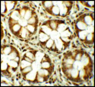 Anti-SLAMF1 antibody produced in rabbit affinity isolated antibody