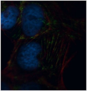 Anti-Septin-9 Antibody, clone 10C10 clone 10C10, from mouse