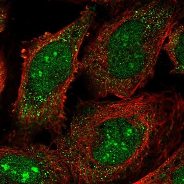 Anti-RRP8 antibody produced in rabbit Prestige Antibodies&#174; Powered by Atlas Antibodies, affinity isolated antibody