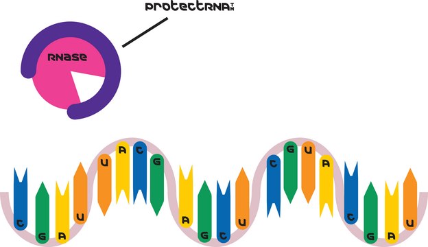 ProtectRNA&#8482; RNase Inhibitor 500× Concentrate RNase inhibitor for in situ hybridization assays