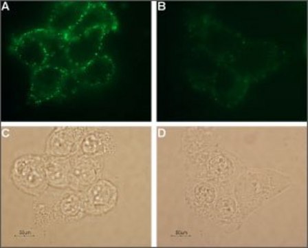 Anti-Potassium Channel Kv1.3 (extracellular) antibody produced in rabbit affinity isolated antibody, lyophilized powder