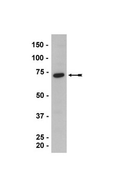 Anti-HRI Antibody serum, Upstate&#174;