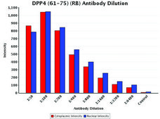 Anti-DPP4 (61-75) antibody produced in rabbit IgG fraction of antiserum, buffered aqueous solution