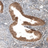 Anti-VGLL4 antibody produced in rabbit Prestige Antibodies® Powered by Atlas Antibodies, affinity isolated antibody, buffered aqueous glycerol solution