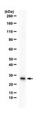 Anti-RBPMS Antibody from rabbit, purified by affinity chromatography