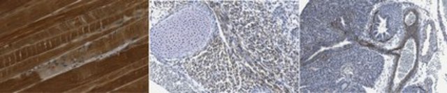 Anti-MUSTN1 from rabbit, purified by affinity chromatography