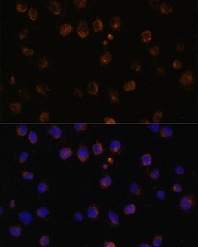 Anti-MyD88 antibody produced in rabbit