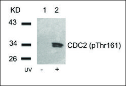 Anti-phospho-CDC2 (pThr161) antibody produced in rabbit affinity isolated antibody