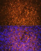 Anti-CD20 antibody produced in rabbit
