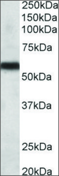 Anti-CYP2C8 antibody produced in goat affinity isolated antibody, buffered aqueous solution