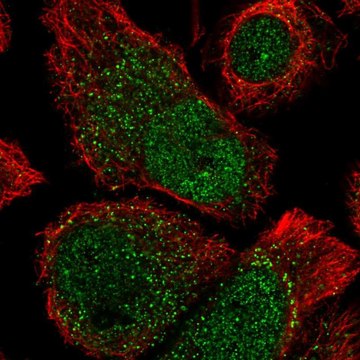 Anti-ANKRD37 antibody produced in rabbit Prestige Antibodies&#174; Powered by Atlas Antibodies, affinity isolated antibody