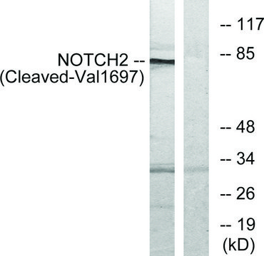 Anti-NOTCH2 (Cleaved-Val1697) antibody produced in rabbit affinity isolated antibody