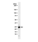 Anti-Glutathione S-transferase A5 (GSTA5) from rabbit, purified by affinity chromatography