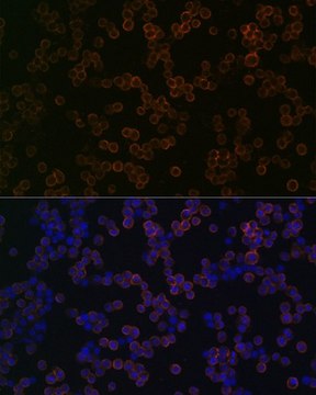 Anti-TLR2 antibody produced in rabbit