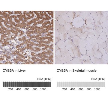 Anti-CYB5A antibody produced in rabbit Prestige Antibodies&#174; Powered by Atlas Antibodies, affinity isolated antibody, buffered aqueous glycerol solution