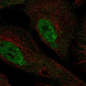 Anti-Phf1 Antibody Produced In Rabbit Prestige Antibodies&#174; Powered by Atlas Antibodies, affinity isolated antibody, buffered aqueous glycerol solution