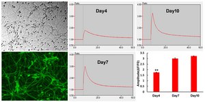 BrainFast Motor Supplement Neuronal Maturation Supplement (1000x)