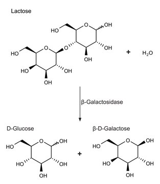 &#946;-Galactosidase from Escherichia coli aqueous glycerol suspension, &#8805;500&#160;units/mg protein (biuret)