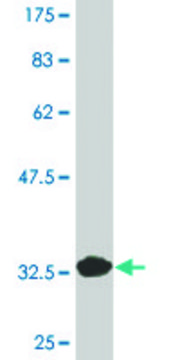 Monoclonal Anti-CD24 antibody produced in mouse clone 1C4, purified immunoglobulin, buffered aqueous solution