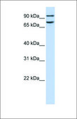 Anti-FCHO1 antibody produced in rabbit affinity isolated antibody