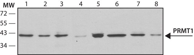 Anti-PRMT1 antibody, Mouse monoclonal clone PRMT1-171, purified from hybridoma cell culture