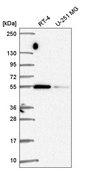 Anti-SRP54 antibody produced in rabbit Prestige Antibodies® Powered by Atlas Antibodies, affinity isolated antibody