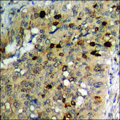 Anti-phospho-Lamin A/C (pSer392) antibody produced in rabbit affinity isolated antibody