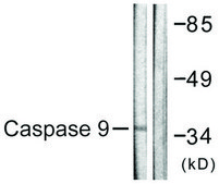 Anti-CASP9 antibody produced in rabbit affinity isolated antibody