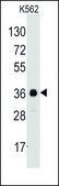 Anti-EIF3S1 (C-term) antibody produced in rabbit saturated ammonium sulfate (SAS) precipitated, buffered aqueous solution