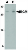 Anti-IRGM (ab1) antibody produced in rabbit affinity isolated antibody, buffered aqueous solution