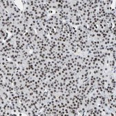 Anti-FAM98B antibody produced in rabbit Prestige Antibodies® Powered by Atlas Antibodies, affinity isolated antibody, buffered aqueous glycerol solution