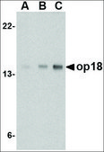 Anti-Op18 (ab1) antibody produced in rabbit affinity isolated antibody, buffered aqueous solution