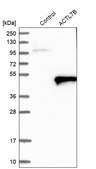 Anti-ACTL7B antibody produced in rabbit Prestige Antibodies® Powered by Atlas Antibodies, affinity isolated antibody, buffered aqueous glycerol solution