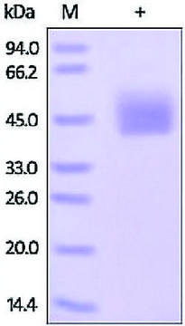 PD-L1/CD274/B7-H1 from mouse recombinant, expressed in HEK 293 cells, &#8805;95% (SDS-PAGE)