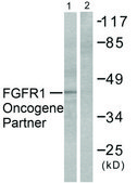Anti-FGFR1 antibody produced in rabbit affinity isolated antibody