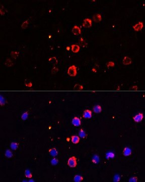 Anti-IL1B antibody produced in rabbit