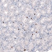 Monoclonal Anti-NKX2-2 antibody produced in mouse Prestige Antibodies® Powered by Atlas Antibodies, clone CL11380, purified antibody (Protein A)