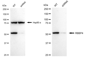KD-Validated Anti RBBP4 Antibody, clone 24GB1240, Rabbit Monoclonal clone 24GB1240, recombinant rabbit monoclonal, expressed in HEK293 cells