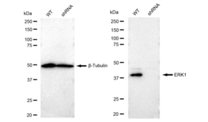 KD-Validated Anti ERK1 Antibody, clone 23GB2455, Rabbit Monoclonal clone 23GB2455, recombinant rabbit monoclonal, expressed in HEK293 cells