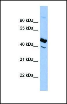 Anti-SERPIND1 antibody produced in rabbit affinity isolated antibody