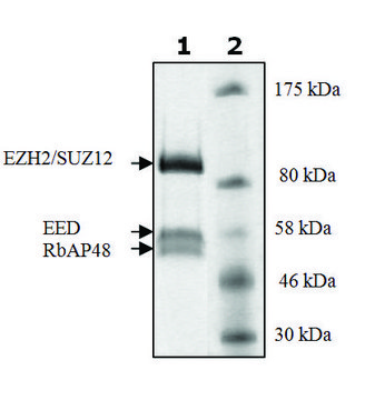 EZH2/EED/SUZ12/RbAp48 active human recombinant, expressed in baculovirus infected Sf9 cells, &#8805;90% (SDS-PAGE)