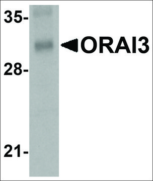 Monoclonal Anti-ORAI3 antibody produced in mouse clone 1B4F1, purified immunoglobulin, buffered aqueous solution