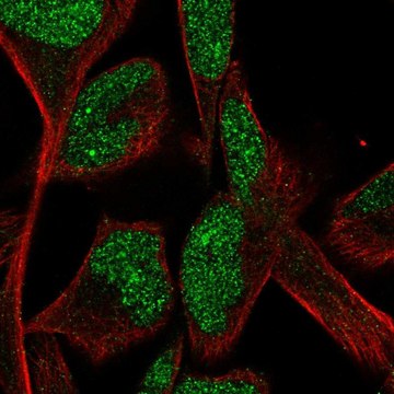 Anti-CPA5 antibody produced in rabbit Prestige Antibodies&#174; Powered by Atlas Antibodies, affinity isolated antibody, buffered aqueous glycerol solution